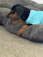 Zora, a female Doberman Pinscher for sale in Barberton, OH – 1 of 3