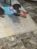Zora, a female Doberman Pinscher for sale in Barberton, OH – 2 of 3