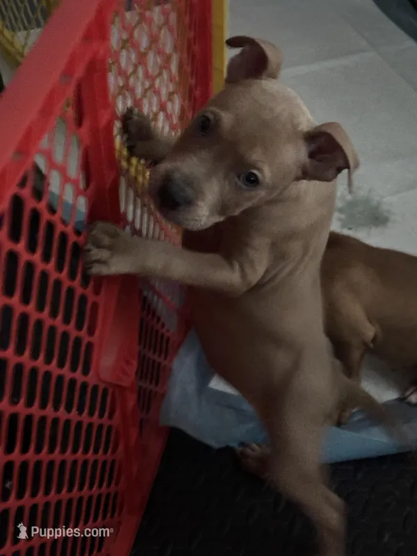 American bully, a male American Bully for sale in Chicago, IL – Photo 1 of 2