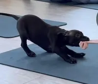 American bully, a male American Bully for sale in Chicago, IL – Photo 1 of 3