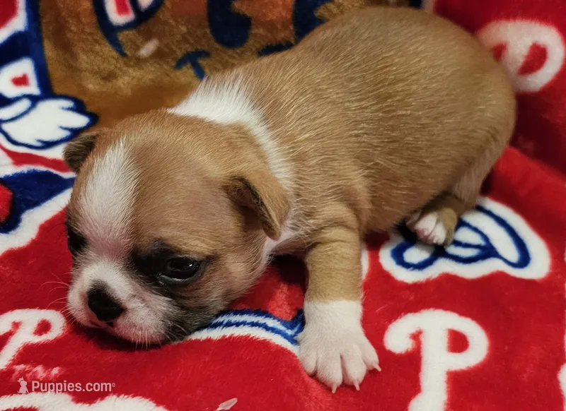 Chance  – Boston Terrier puppy for sale in Rolla, MO