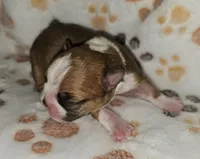 Chance , a male Boston Terrier for sale in Rolla, MO – 4 of 5