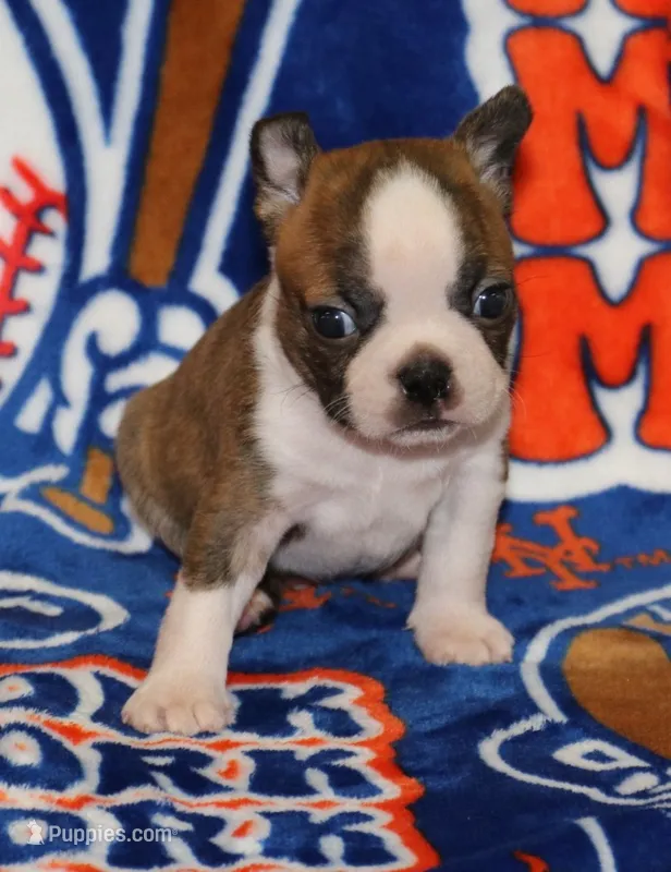 Chase – Boston Terrier puppy for sale in Rolla, MO