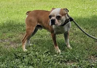 Prince, a male Boston Terrier for sale in Rolla, MO – 2 of 4