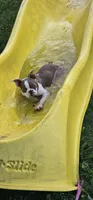 Otto, a male Boston Terrier for sale in Rolla, MO – 9 of 10
