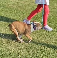 Prince, a male Boston Terrier for sale in Rolla, MO – 2 of 10