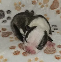Chief, a male Boston Terrier for sale in Rolla, MO – 8 of 8
