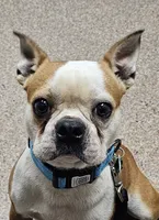 Prince, a male Boston Terrier for sale in Rolla, MO – 1 of 10