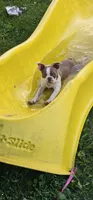 Otto, a male Boston Terrier for sale in Rolla, MO – 1 of 10