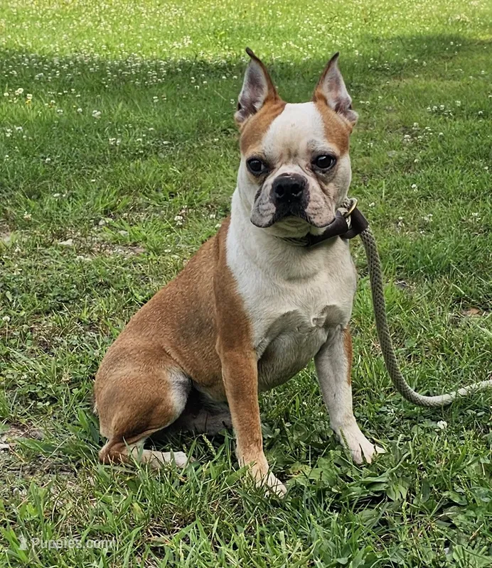 Prince – Boston Terrier puppy for sale in Rolla, MO