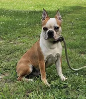 Prince, a male Boston Terrier for sale in Rolla, MO – 3 of 4