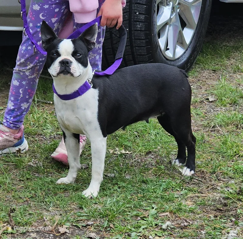 Raven – Boston Terrier puppy for sale in Rolla, MO