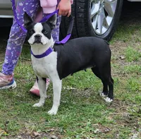 Raven, a female Boston Terrier for sale in Rolla, MO – 1 of 2