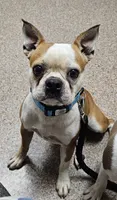 Prince, a male Boston Terrier for sale in Rolla, MO – 7 of 10