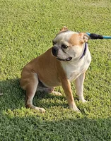 Prince, a male Boston Terrier for sale in Rolla, MO – 3 of 10
