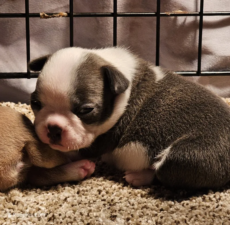 Chief – Boston Terrier puppy for sale in Rolla, MO
