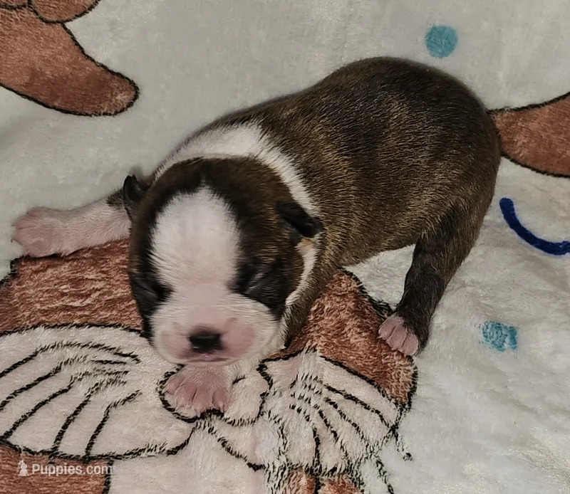 Chase – Boston Terrier puppy for sale in Rolla, MO