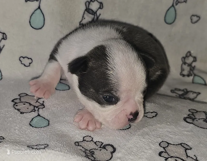 Chief – Boston Terrier puppy for sale in Rolla, MO