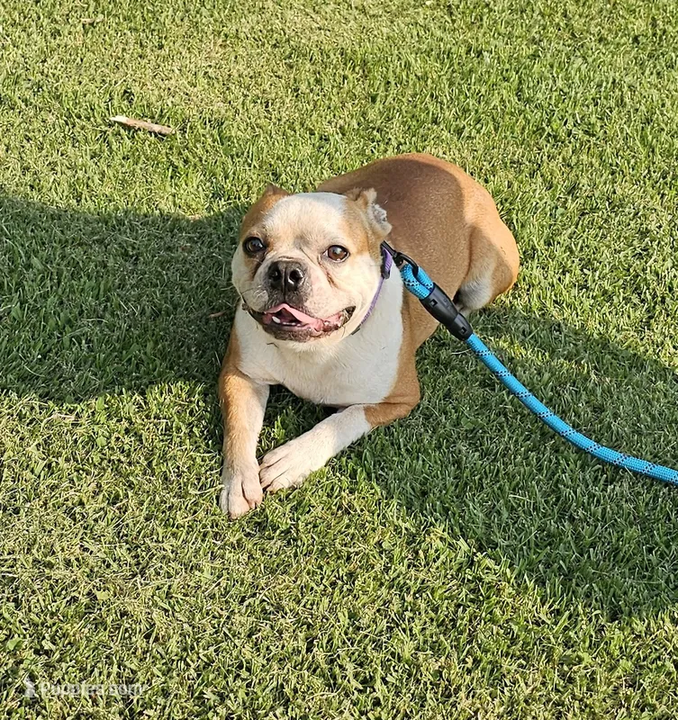 Prince – Boston Terrier puppy for sale in Rolla, MO