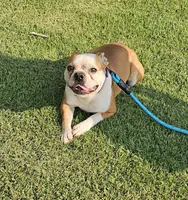 Prince, a male Boston Terrier for sale in Rolla, MO – 6 of 10