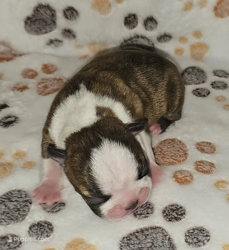 Chase – Boston Terrier puppy for sale in Rolla, MO