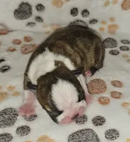 Chase, a male Boston Terrier for sale in Rolla, MO – 1 of 6