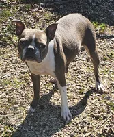 Gracie , a female Boston Terrier for sale in Rolla, MO – 3 of 3