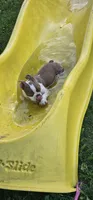 Otto, a male Boston Terrier for sale in Rolla, MO – 8 of 10