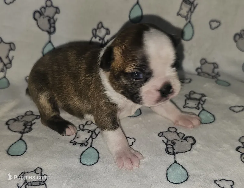 Chase – Boston Terrier puppy for sale in Rolla, MO