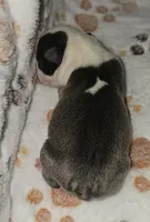 Chief, a male Boston Terrier for sale in Rolla, MO – 4 of 8