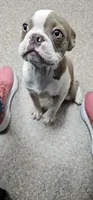 Otto, a male Boston Terrier for sale in Rolla, MO – 2 of 10