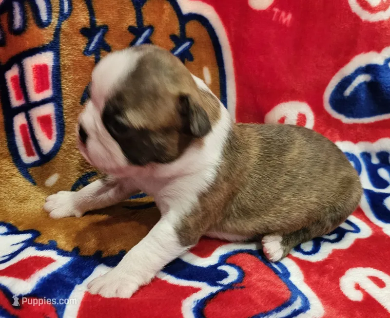 Chase – Boston Terrier puppy for sale in Rolla, MO