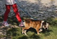 Prince, a male Boston Terrier for sale in Rolla, MO – 5 of 10