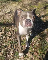 Gracie , a female Boston Terrier for sale in Rolla, MO – 2 of 3