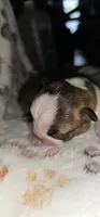 Chase, a male Boston Terrier for sale in Rolla, MO – 5 of 6