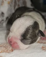 Chief, a male Boston Terrier for sale in Rolla, MO – 6 of 8