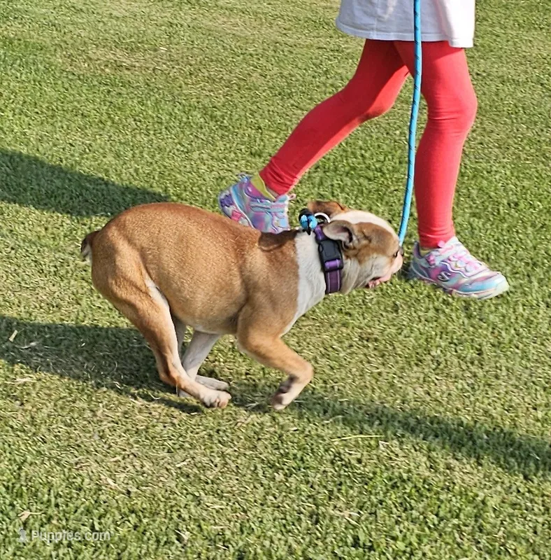Prince – Boston Terrier puppy for sale in Rolla, MO