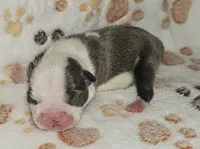 Chief, a male Boston Terrier for sale in Rolla, MO – 3 of 8