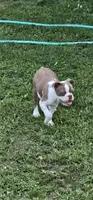 Otto, a male Boston Terrier for sale in Rolla, MO – 5 of 10