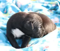 Ebony, a female Boxer for sale in Rolla, MO – Photo 4 of 7