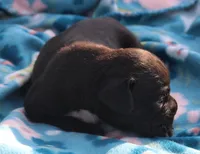 Ebony, a female Boxer for sale in Rolla, MO – Photo 2 of 7