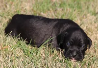 Ebony, a female Boxer for sale in Rolla, MO – Photo 3 of 7