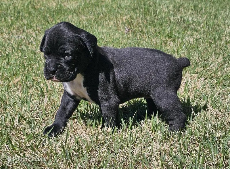 Ebony – Boxer puppy for sale in Rolla, MO