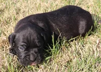 Ebony, a female Boxer for sale in Rolla, MO – Photo 5 of 7