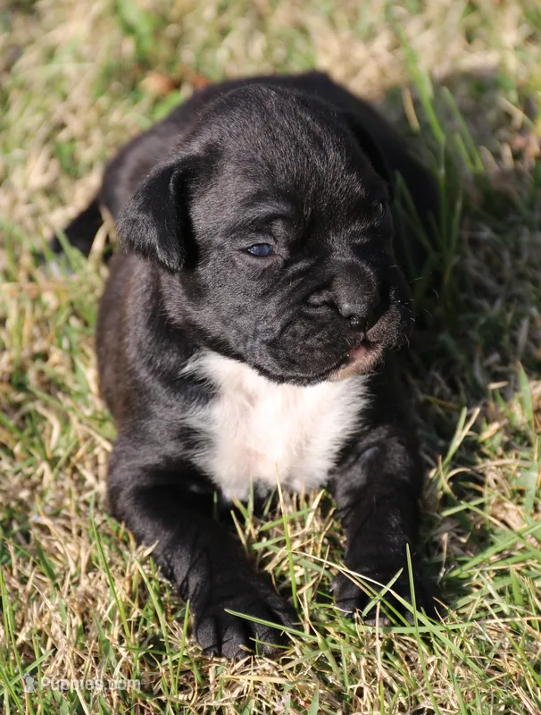 Ebony – Boxer puppy for sale in Rolla, MO