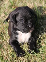 Ebony, a female Boxer for sale in Rolla, MO – Photo 1 of 7