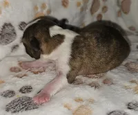 Chase, a male Boston Terrier for sale in Rolla, MO – 2 of 6