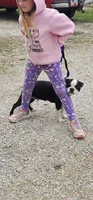 Raven, a female Boston Terrier for sale in Rolla, MO – 2 of 2