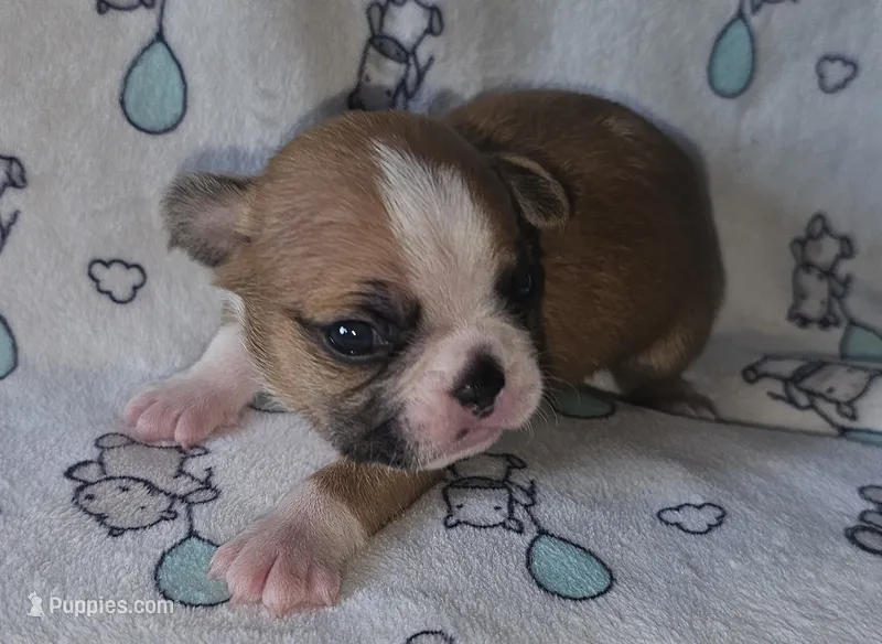 Chance  – Boston Terrier puppy for sale in Rolla, MO