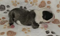Chief, a male Boston Terrier for sale in Rolla, MO – 2 of 8
